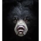 Sloth Bear Devi