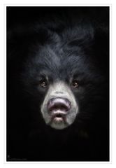 Sloth Bear Devi