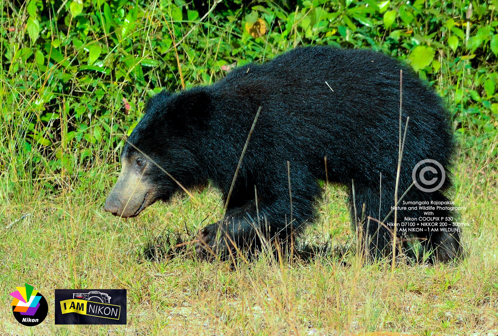 Sloth bear ( Melursus ursinus).