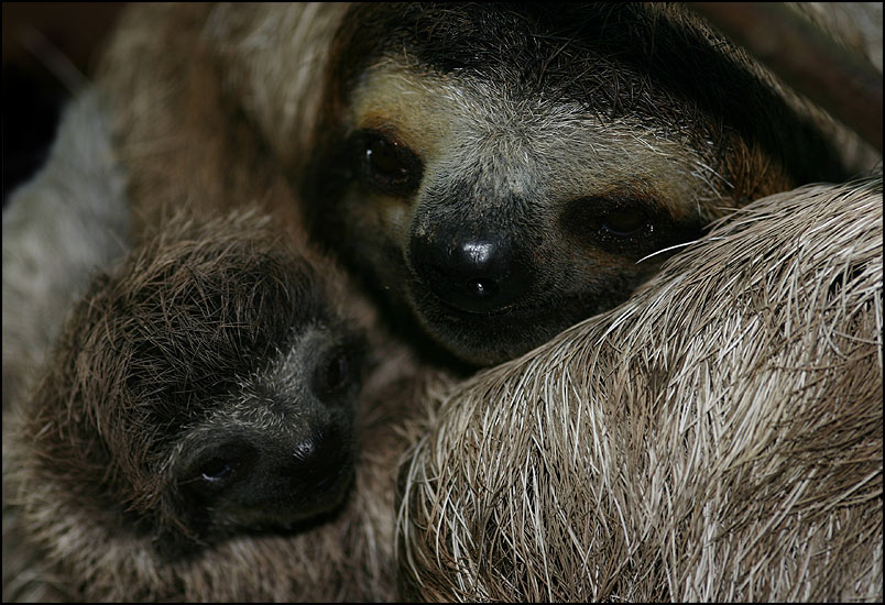 Sloth mit Baby