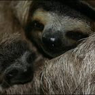 Sloth mit Baby
