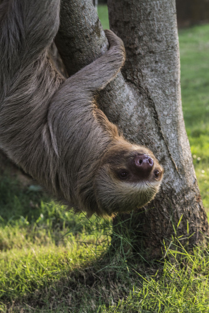 Sloth on the tree