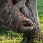 Sloth on the tree