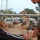 Sloughi Transport, Bensekrane Algerien