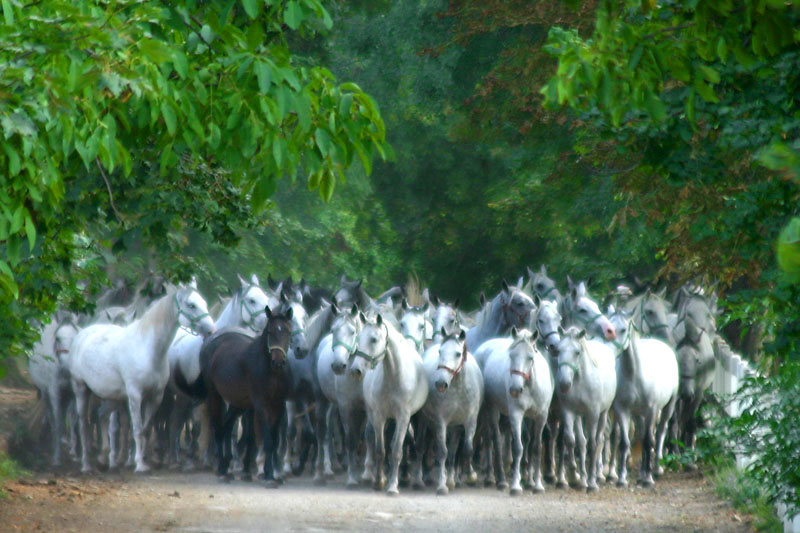 Slovene horses from Lipica