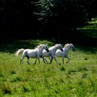 Slovene horses from Lipica