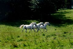 Slovene horses from Lipica