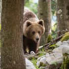 Slovenian bear behind the tree