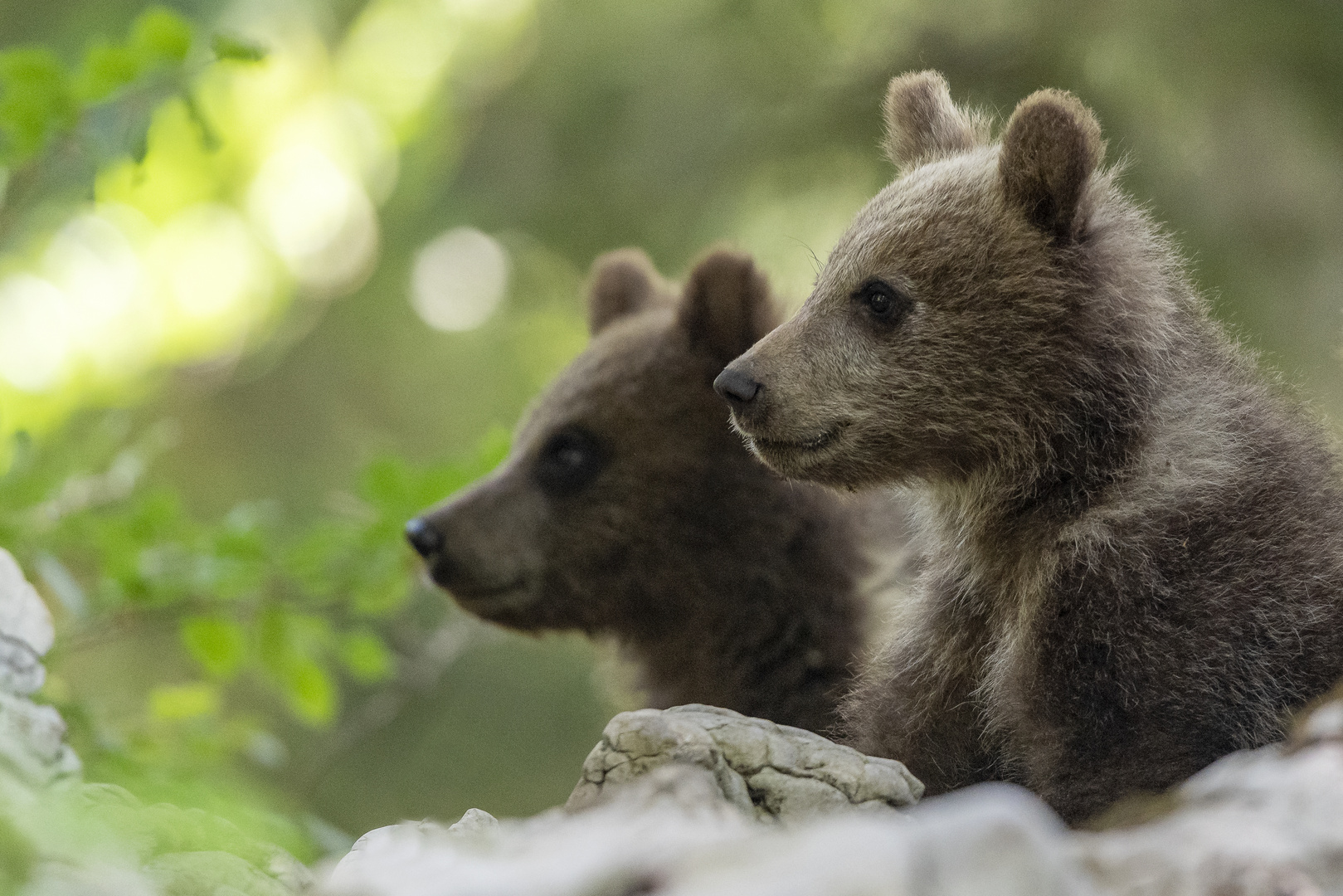 Slovenian bear brothers