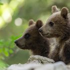 Slovenian bear brothers