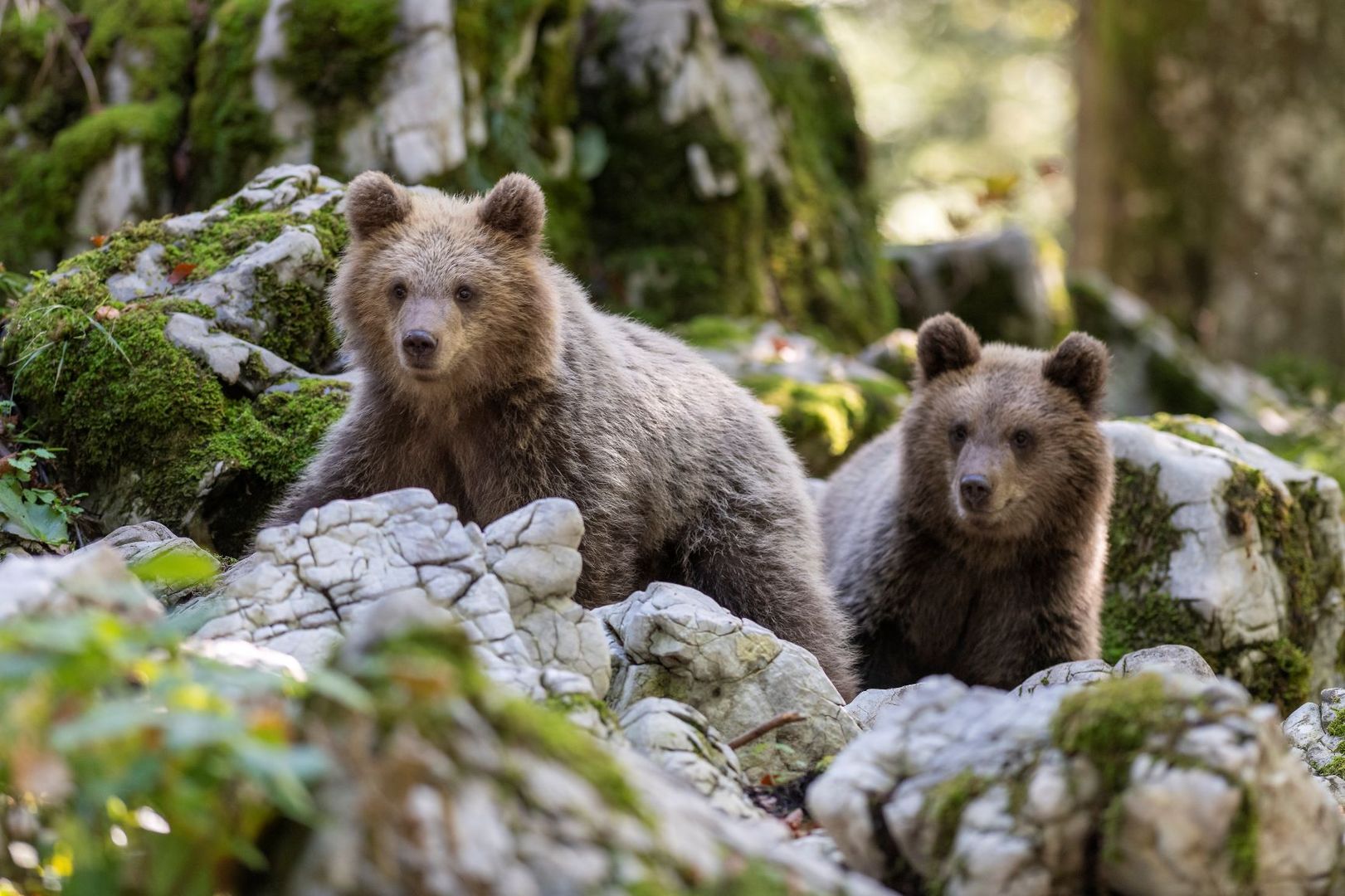 Slovenian bear brothers