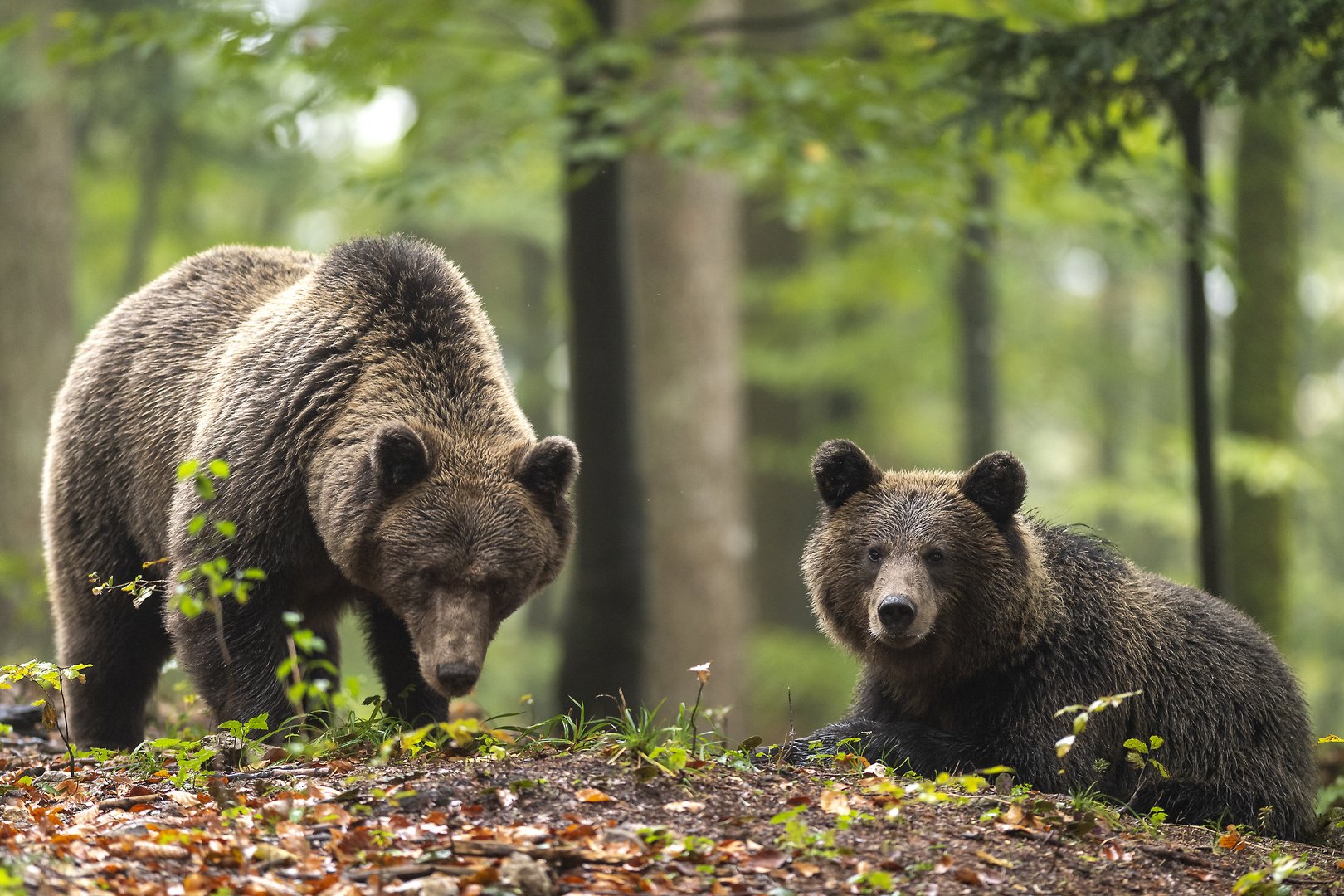 Slovenian bear couple