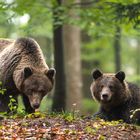 Slovenian bear couple