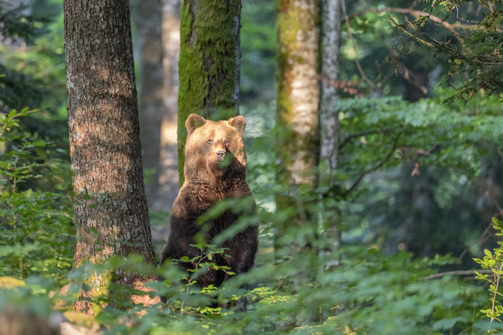 Slovenian bear in last sun.