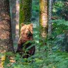 Slovenian bear in last sun.