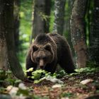 Slovenian brown bear