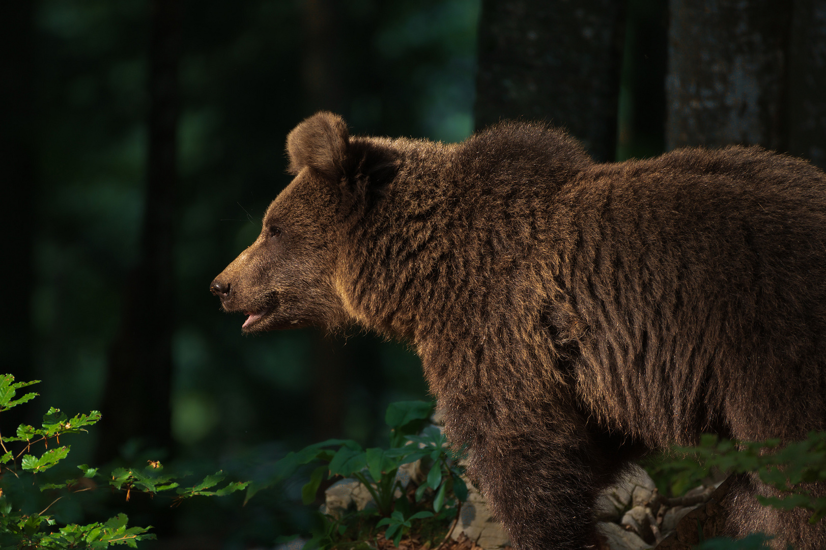 Slovenian brown bear in evening light