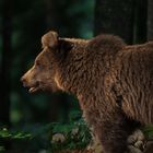 Slovenian brown bear in evening light