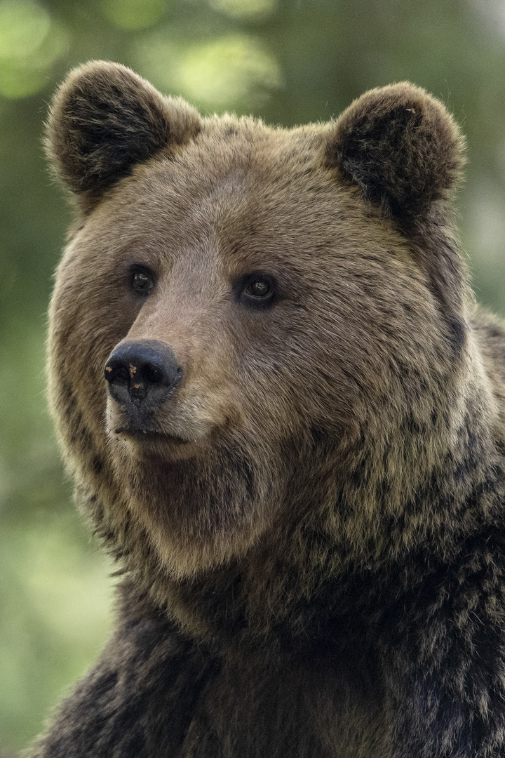 Slovenian fluffy bear