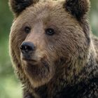 Slovenian fluffy bear