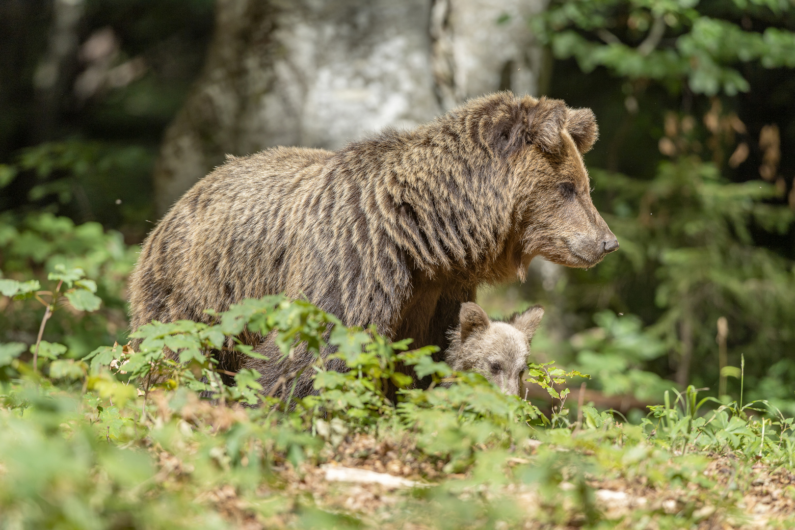 Slovenian mama bear with newborn cub