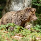 Slovenian mama bear with newborn cub