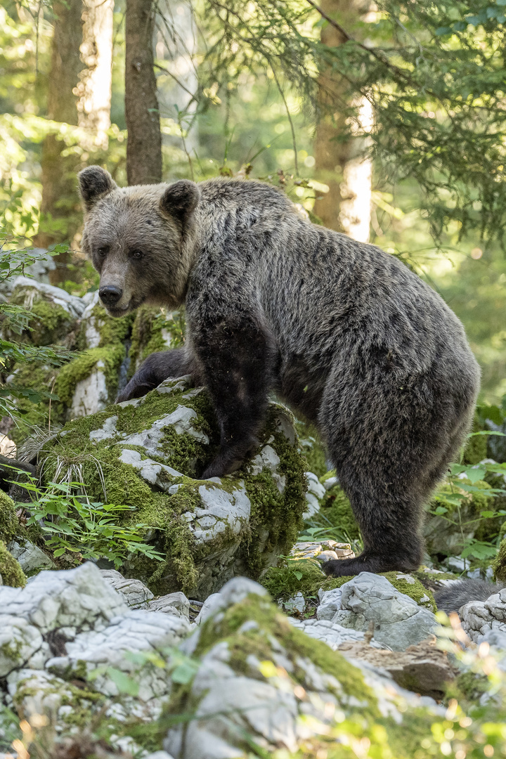 Slovenische BraunBär