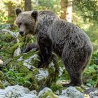 Slovenische BraunBär