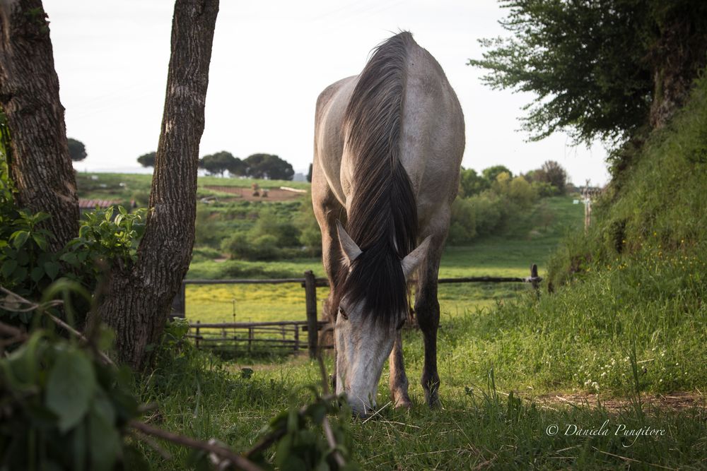 Slow Time at "Equin'Ozio"{