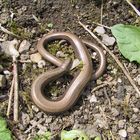 Slow Worm [Anguis fragilis]