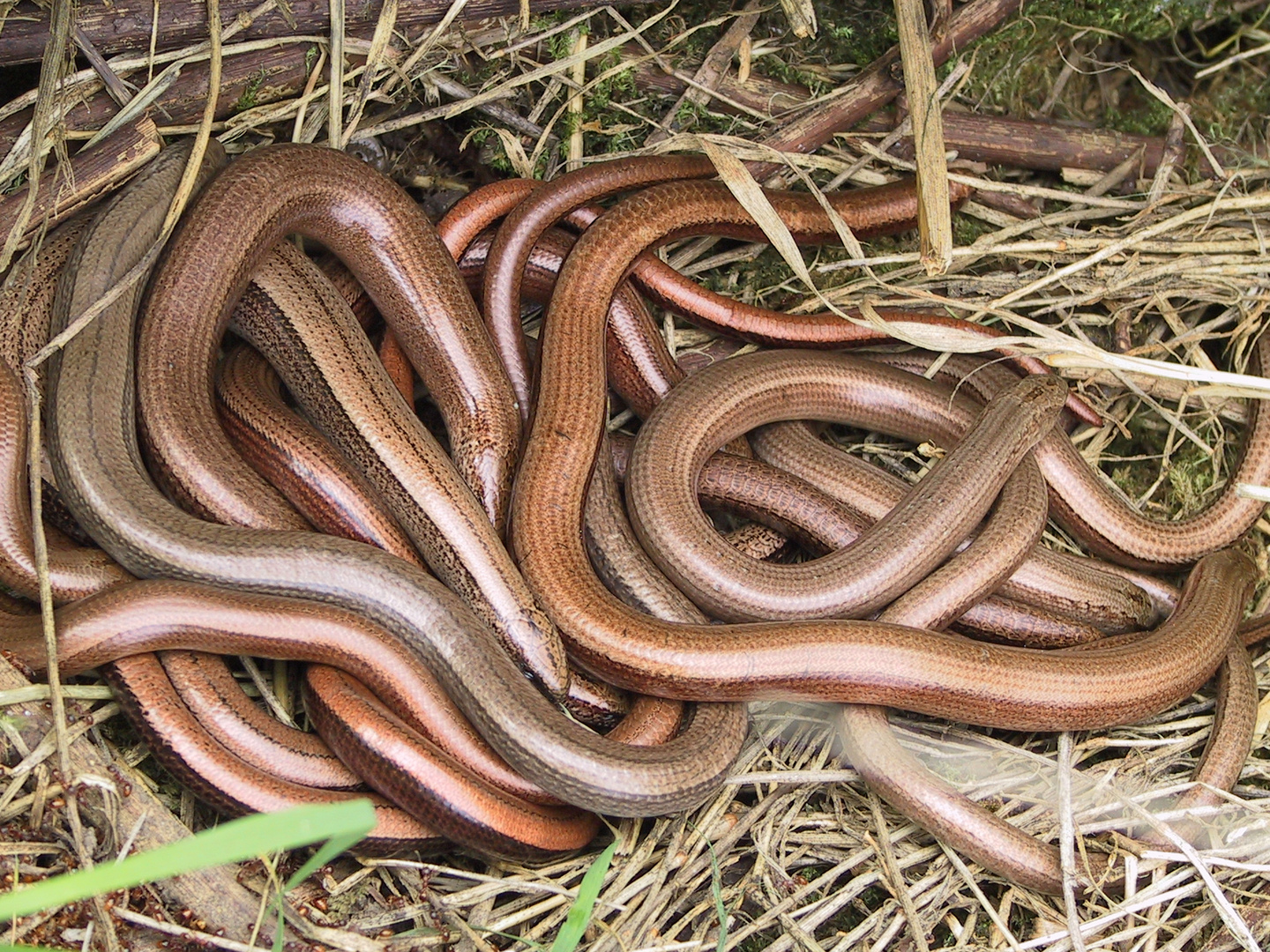 Slow-Worms!!