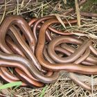Slow-Worms!!