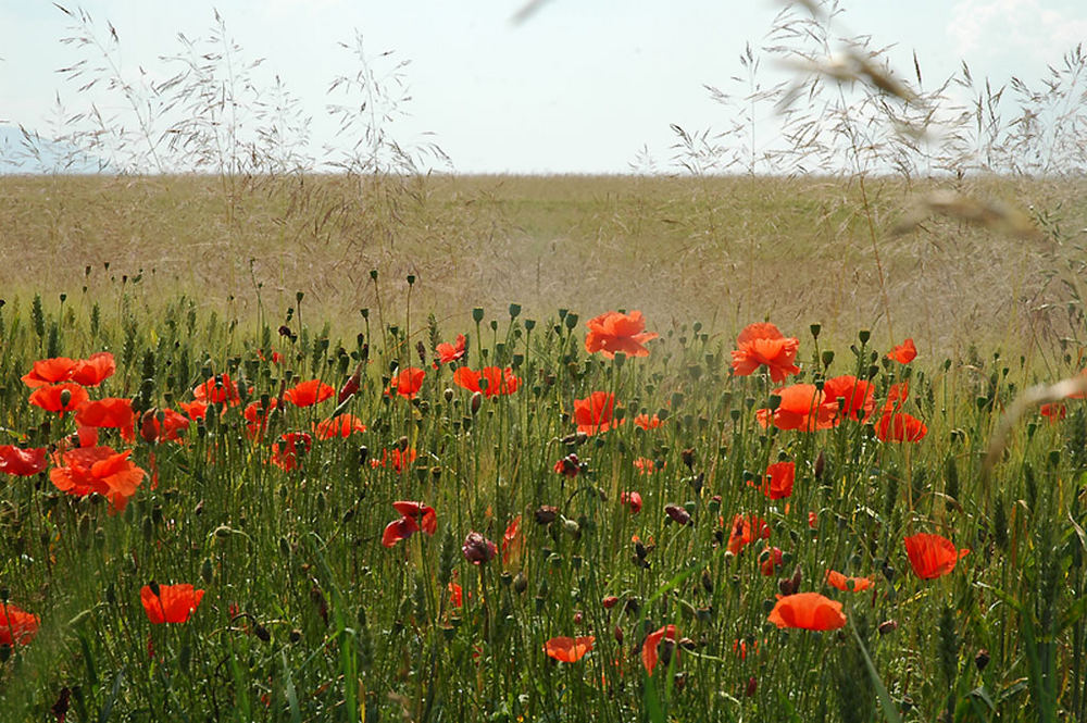 Slowakei - hier wachsen noch Mohnblumen