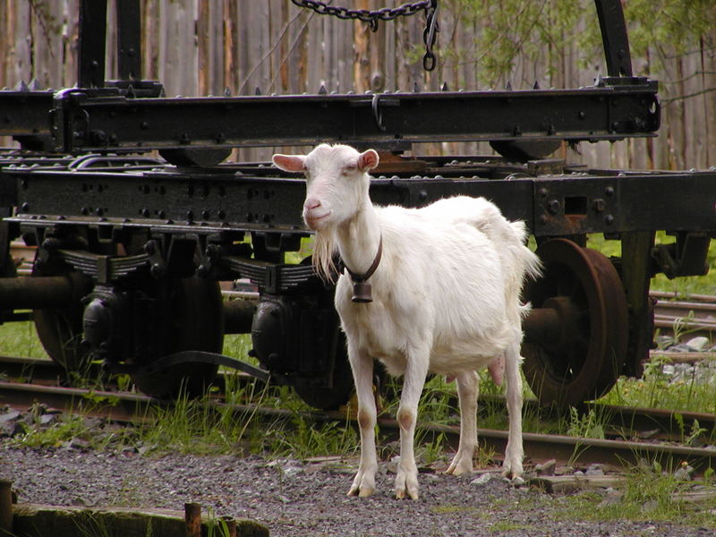 slowakische Eisenbahnerkuh