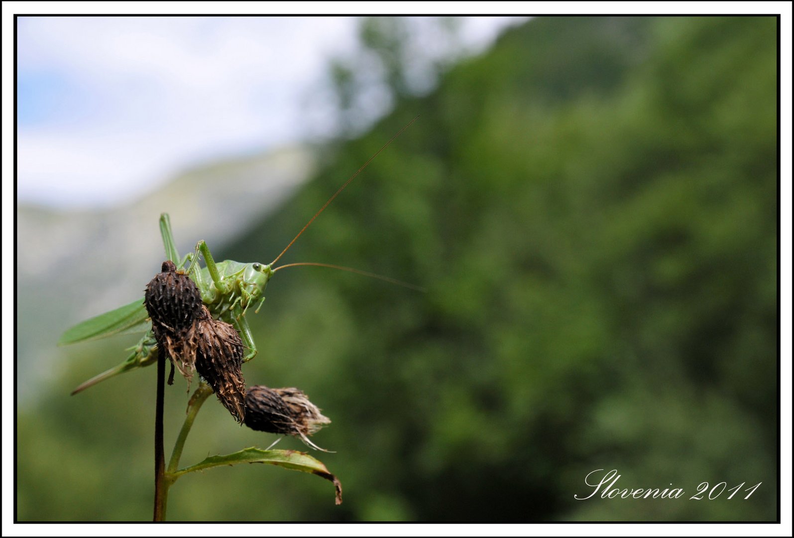 Slowenien August 2011