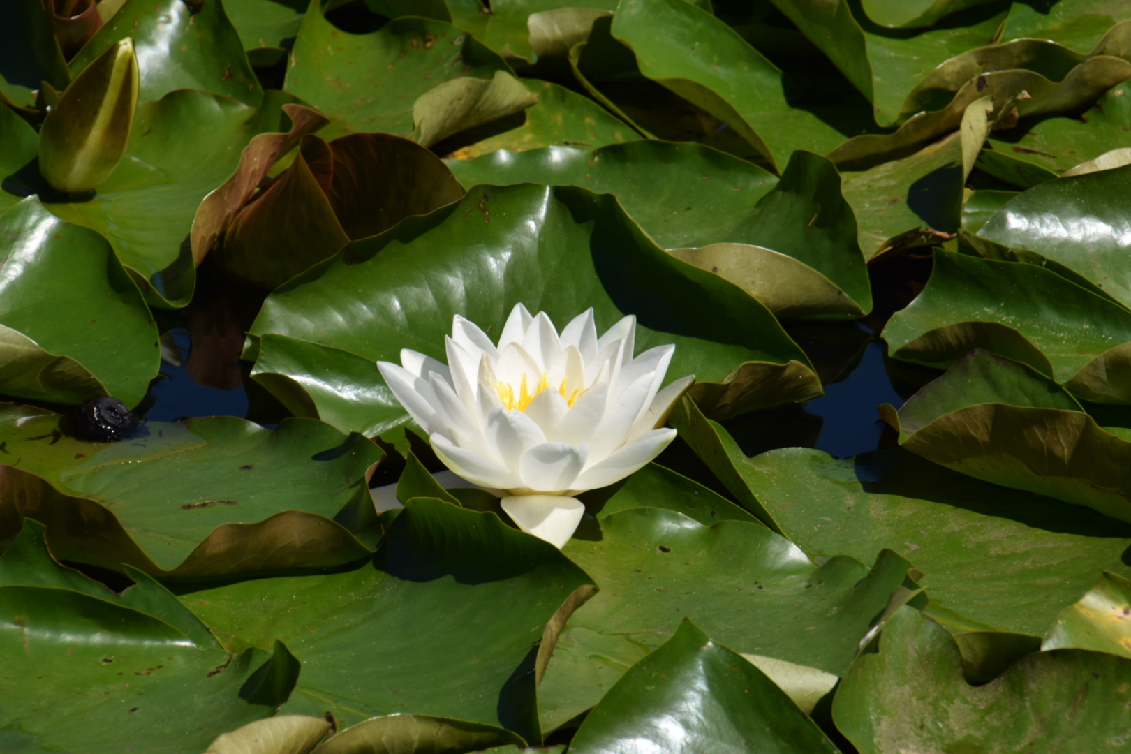 Slowenien botanischer Garten