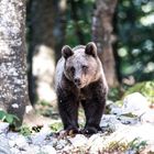 Slowenische Bären