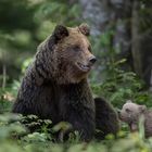 Slowenische baerfamilie