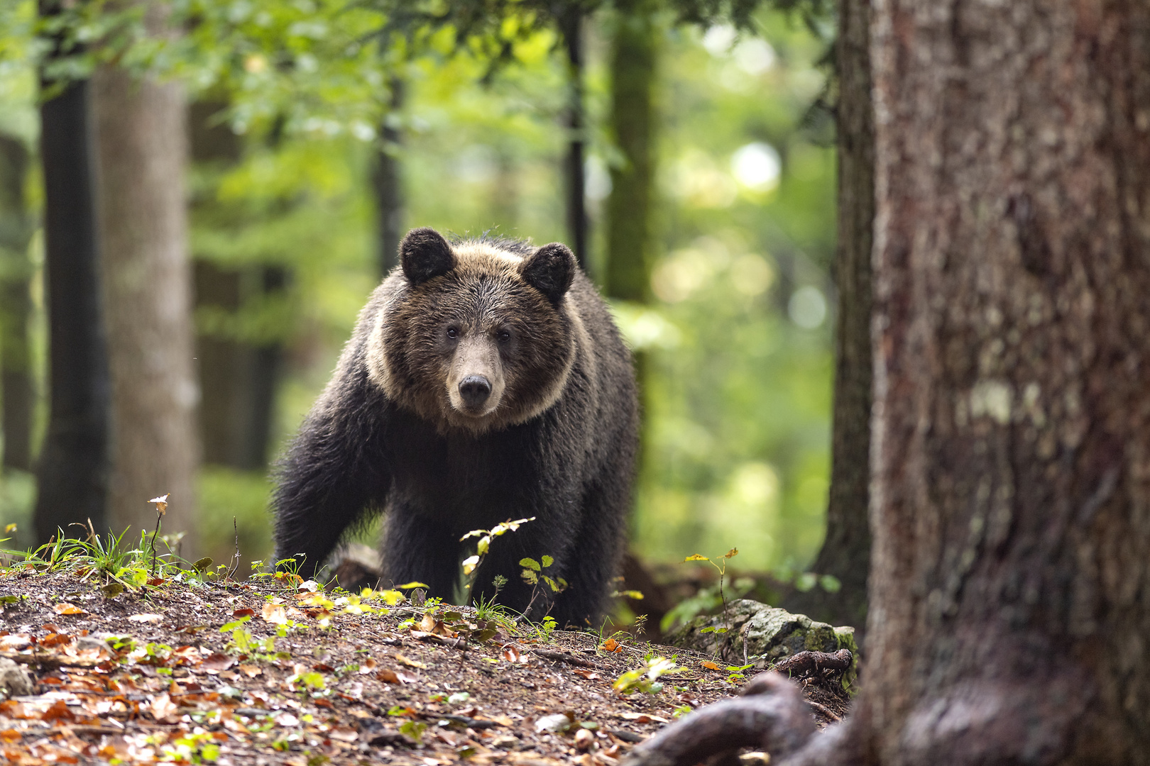 Slowenische BraunBär