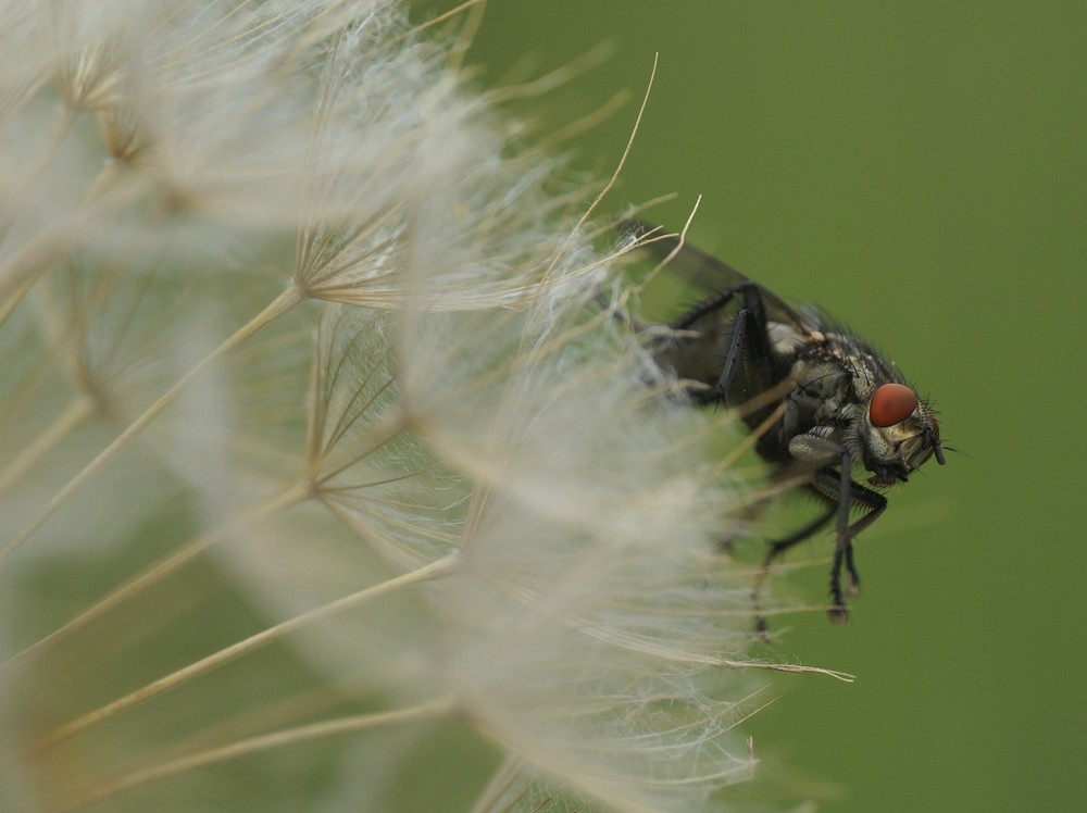 Slowenische Fliege