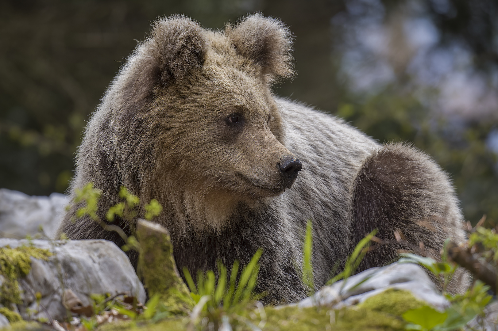 Slowenische Teddybaer