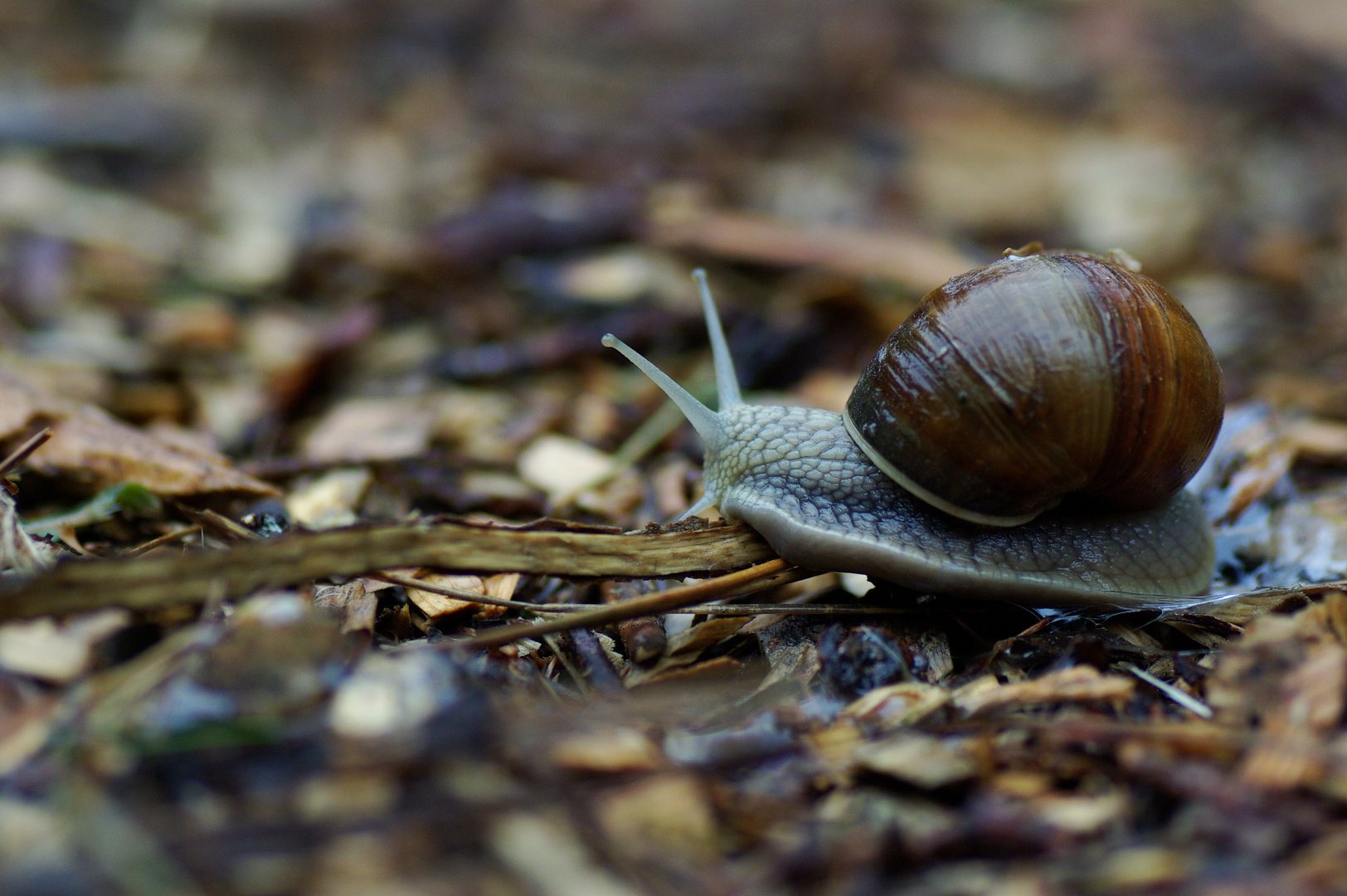 Slowmotion -im Schneckentempo