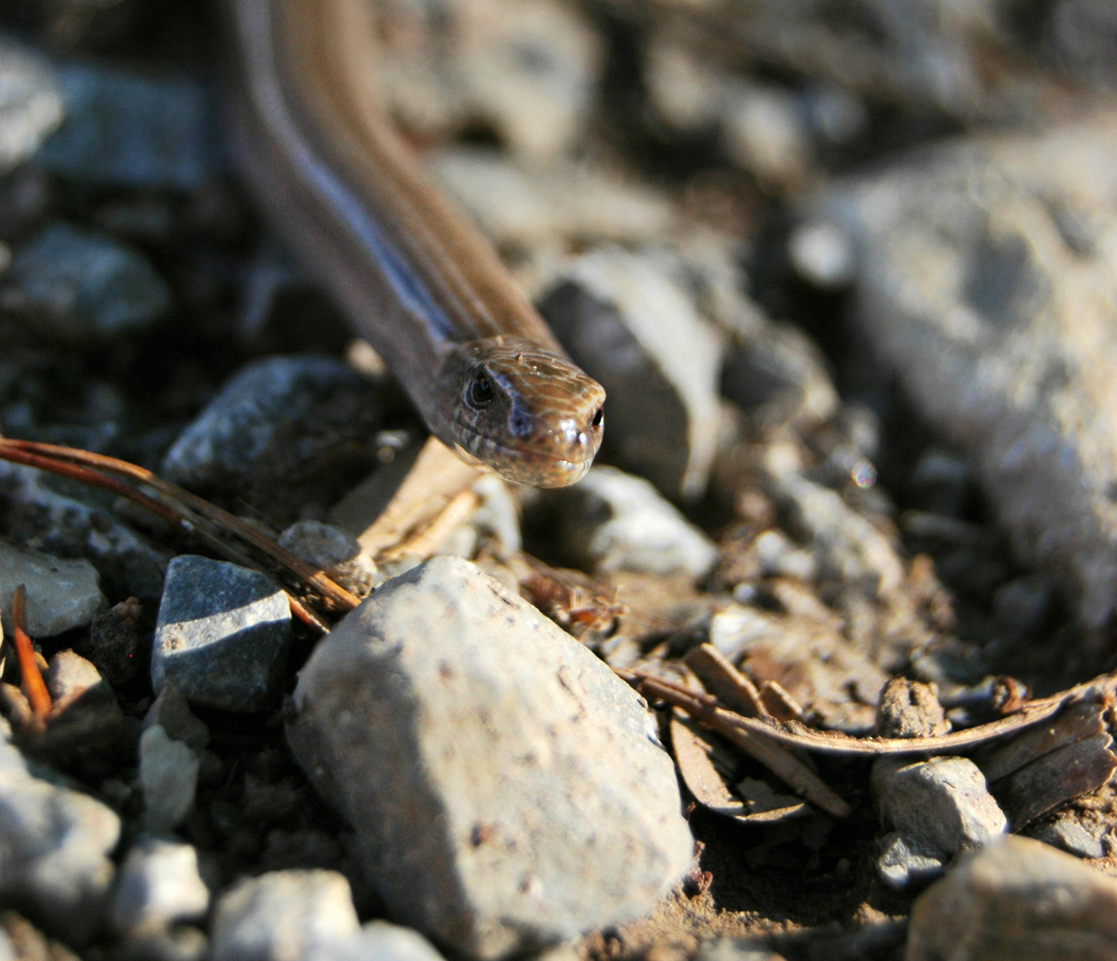 Slowworm