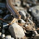 Slowworm