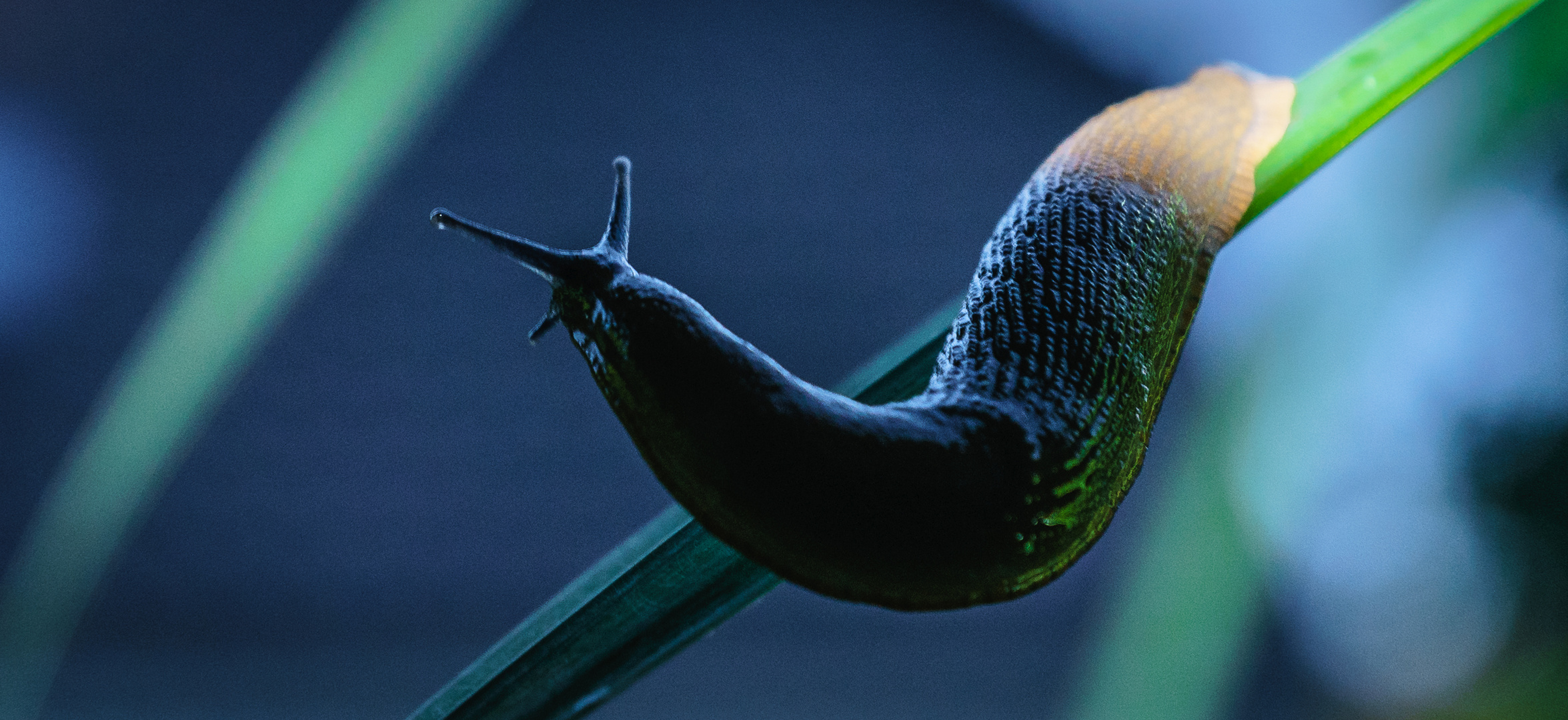 slug with tail light