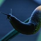 slug with tail light