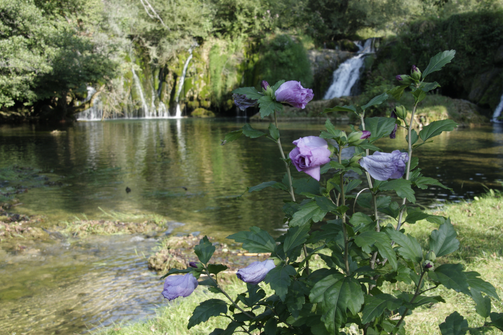 Slunj Croatia Flower