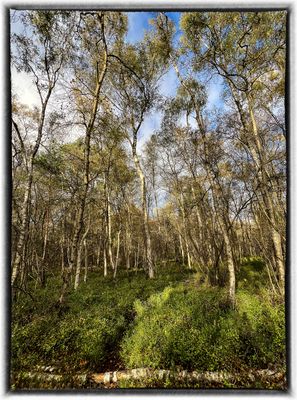 ..... "Smaland" .....