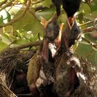 small-Amselhahn-füttert-hungrige-Amselkinder-im-Nest-Gierhälse-AS-small-SCR-#amselcam-#blackbirdcam