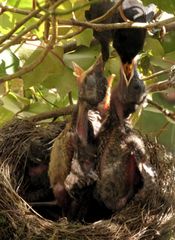 small-Amselhahn-füttert-hungrige-Amselkinder-im-Nest-Gierhälse-AS-small-SCR-#amselcam-#blackbirdcam